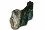 Polished Gary Green Jasper (Larsonite) Bog Wood Section - Oregon #370999-2